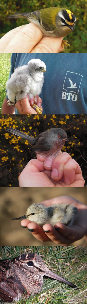 Bird ringing images